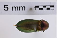 Foto (Dorsalansicht) von Eanus striatipennis (NHMW-ZOO-COL-0007936)